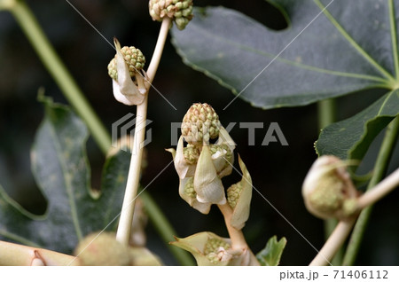 クリの実 クリ拾い 71406112