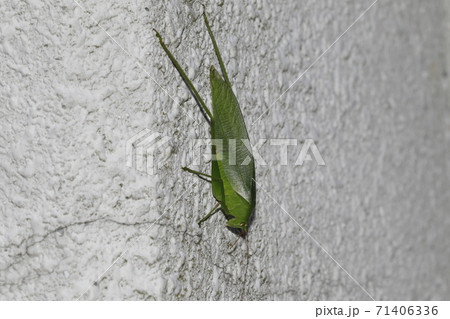 サトクダマキモドキ 71406336