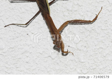 チョウセンカマキリ チョウセンカマキリ 71406579