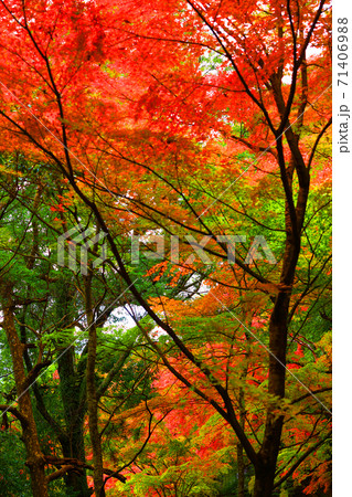 滋賀県東近江市の永源寺と紅葉の風景（2020年）季節、四季、秋【11月】 71406988
