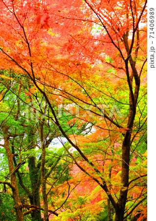 滋賀県東近江市の永源寺と紅葉の風景（2020年）季節、四季、秋【11月】 71406989