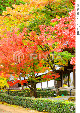 滋賀県東近江市の永源寺と紅葉の風景(2020年)季節、四季、秋【11月】 滋賀県東近江市の永源寺と紅葉の風景(2020年)季節、四季、秋【11月】 71407018