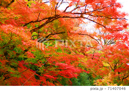 滋賀県東近江市の永源寺と紅葉の風景（2020年）季節、四季、秋【11月】 71407046