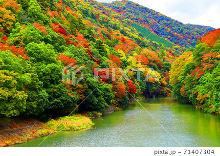 滋賀県東近江市の永源寺と紅葉の風景(2020年)季節、四季、秋【11月】 滋賀県東近江市の永源寺と紅葉の風景(2020年)季節、四季、秋【11月】 71407304
