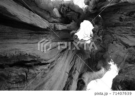 落葉高木ムクノキー3 71407639