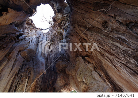 落葉高木ムクノキー5 71407641