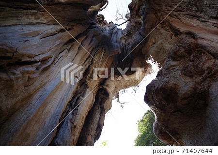 落葉高木ムクノキー8 71407644