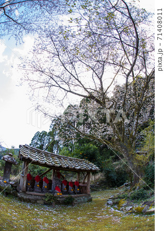 塩釜桜 71408011
