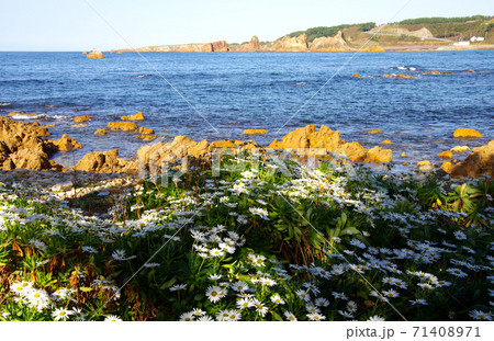 大岩海岸の野菊 大岩海岸の野菊 71408971