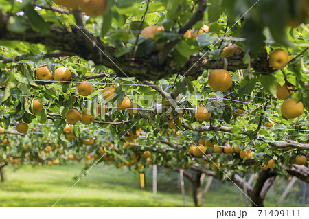 梨狩り 71409111