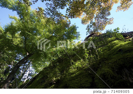 京都市西京区の鈴虫寺（華厳寺） 71409305
