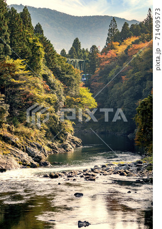 樽見鉄道と根尾川（暖色系） 71409573