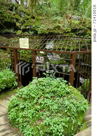 西湖コウモリ穴 山梨県 西湖コウモリ穴 山梨県 71410016