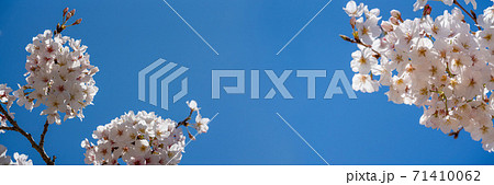 桜の花　横長画像　ワイド画像　バナー画像 71410062