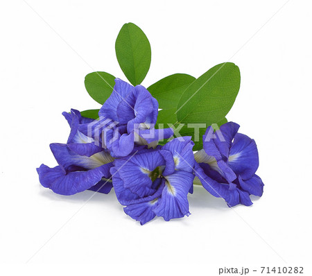 Clitoria ternatea or Aparajita flower isolated on white background Clitoria ternatea or Aparajita flower isolated on white background 71410282