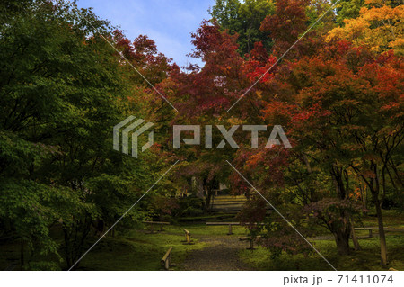 信州　長野県飯山市、信州飯山史跡めぐり　称念寺の紅葉 71411074