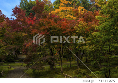 信州　長野県飯山市、信州飯山史跡めぐり　称念寺の紅葉 71411075
