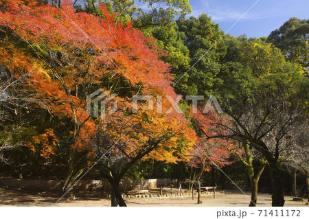 泰勝寺跡庭園紅葉 泰勝寺跡庭園紅葉 71411172