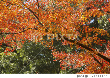 泰勝寺跡庭園紅葉 71411177