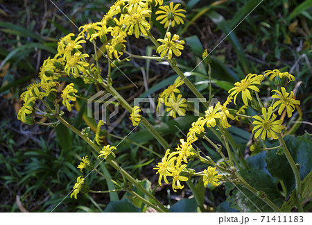 晩秋に咲くツワブキの花 晩秋に咲くツワブキの花 71411183