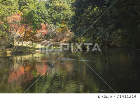 泰勝寺跡庭園池 71411214