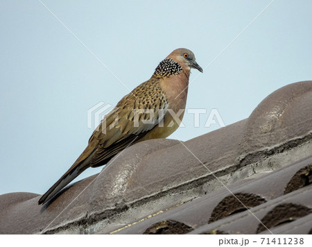 The spotted dove or (spilopelia chinensis) or mountain dove or pearl-necked dove or lace-necked dove or spotted turtle-dove on the roof 71411238