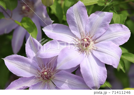 テッセンの花 71411246