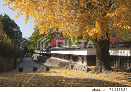 細川行部邸付近のイチョウ 71411382