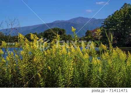 信州 長野県飯山市秋の長峰スポーツ公園の針湖池 信州 長野県飯山市秋の長峰スポーツ公園の針湖池 71411471