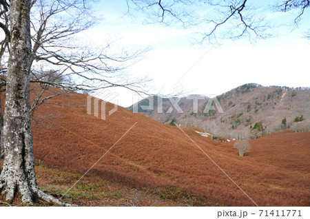 前山付近から明神平を望む 71411771