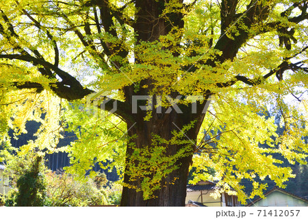 宮園の大イチョウ 71412057