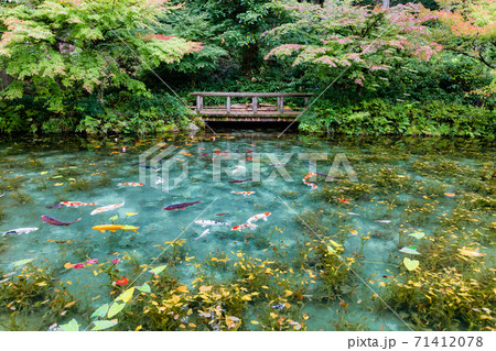 名もなき池　モネの池　全景 71412078