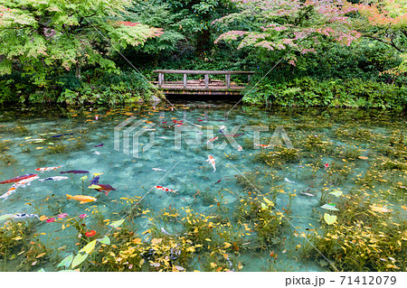 名もなき池　モネの池　全景 71412079