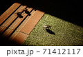 まとまって進むカメムシ 71412117