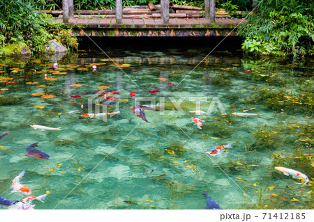 名もなき池　モネの池　鯉 71412185