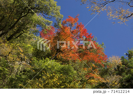 せんだん轟の滝紅葉 71412214