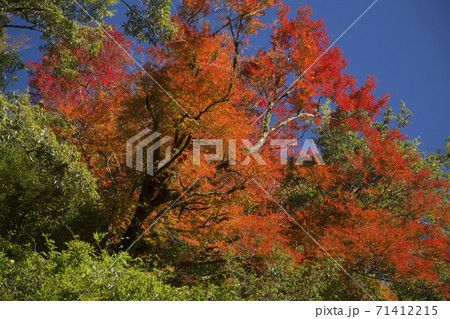 せんだん轟の滝紅葉 71412215