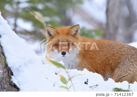 雪の中から見つめる狐の写真素材