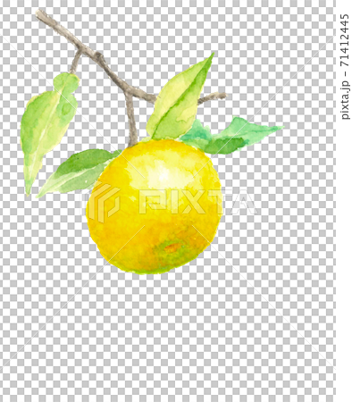 木になる葉付き柚子 白バック コピースペースあり 水彩 のイラスト素材