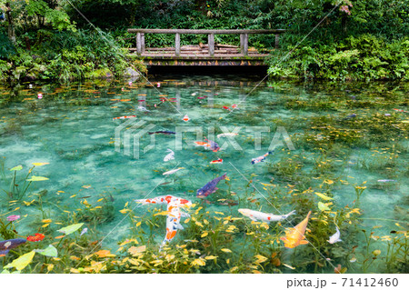 名もなき池　モネの池　全景 71412460