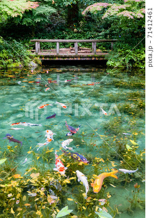 名もなき池　モネの池　全景 71412461