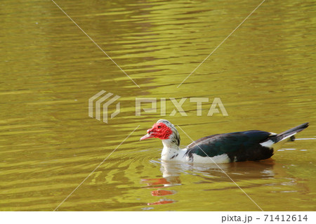 池に浮かぶノバリケン 71412614