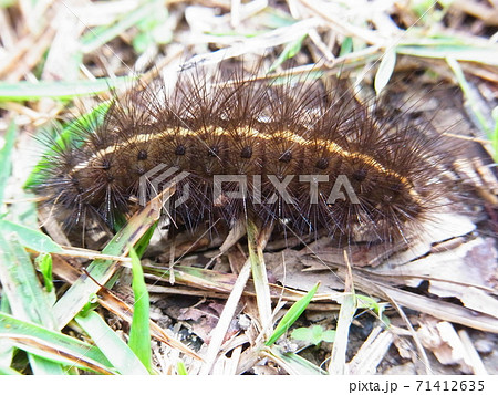 ヒトリガ幼虫 クマケムシの写真素材