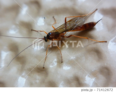 ヒラアシキバチ ヒラアシキバチ 71412672