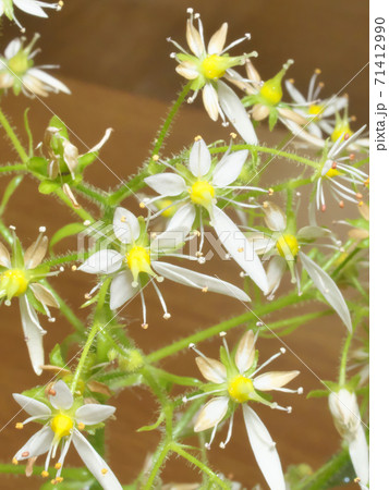 日本固有種イズノシマダイモンジソウの花 11月上旬撮影 日本固有種イズノシマダイモンジソウの花 11月上旬撮影 71412990