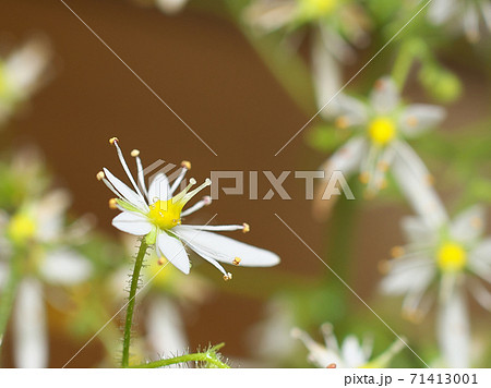 日本固有種イズノシマダイモンジソウの花 11月上旬撮影の写真素材