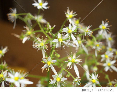白くて可憐な小花が密集して咲くイズノシマダイモンジソウ 11月上旬 白くて可憐な小花が密集して咲くイズノシマダイモンジソウ 11月上旬 71413121