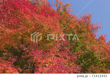 熊本県泉町平家の里紅葉 熊本県泉町平家の里紅葉 71413442