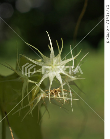 水辺のつる性植物 ゴキヅル の花をクローズアップ 11月上旬撮影の写真素材