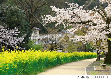 山科疎水(琵琶湖疎水) 桜と菜の花  71414484